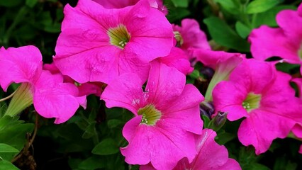 Wall Mural - footage of bunch of hot pink petunias blooming in the field