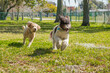 © RooM The Agency - Bernedoodle and mini Goldendoodle running off the lead in dog park, Florida, USA
