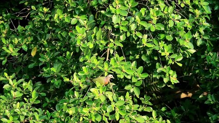 Footage of Male Orange-breasted Green Pigeon Relaxing on a Big Banyan Tree