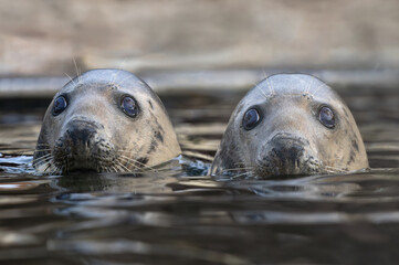 Sticker - two gray seal on a blurred background