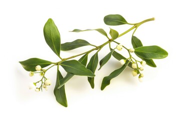 Poster - A branch with white flowers and green leaves, suitable for decoration or botanical illustration