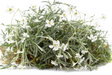 Wall Mural - White flowers with leaves.