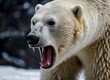 © Roshan - Portrait of a polar bear with a big angry face