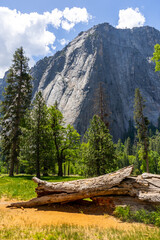 Wall Mural - The peaceful and tranquil El Capitan meadows in the Yosemite National Park at the valley floor. Dead trees, burnt trees, grass areas, thick forests, and merced river and mountain views.