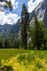 Wall Mural - The peaceful and tranquil El Capitan meadows in the Yosemite National Park at the valley floor. Dead trees, burnt trees, grass areas, thick forests, and merced river and mountain views.