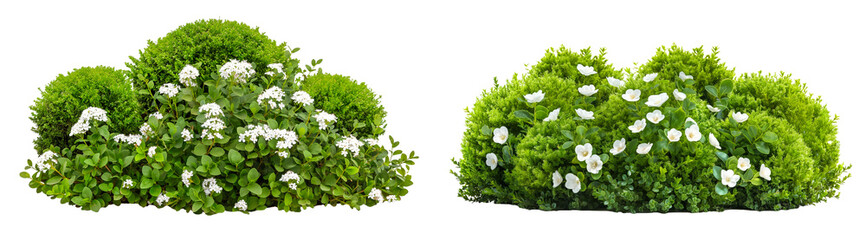 Poster - Topiary green bushes and white flowers isolated on transparent or white background