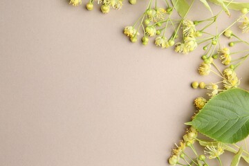 Wall Mural - Beautiful linden blossoms and green leaves on dark beige background, flat lay. Space for text