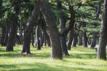 Canvas Print - 浜寺公園の風景