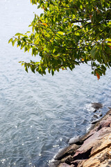 Poster - 浜寺公園の風景