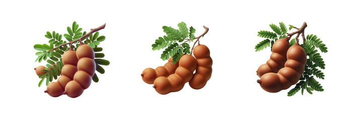 Wall Mural - Set of three branch of tamarind fruits, isolated over on transparent white background