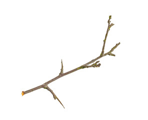 Wall Mural - dry twig on white isolated background