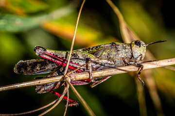 Sticker - grasshopper on the leaf