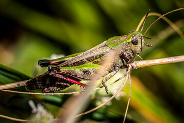 Canvas Print - grasshopper on the leaf