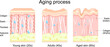 © designua - Aging process in the skin