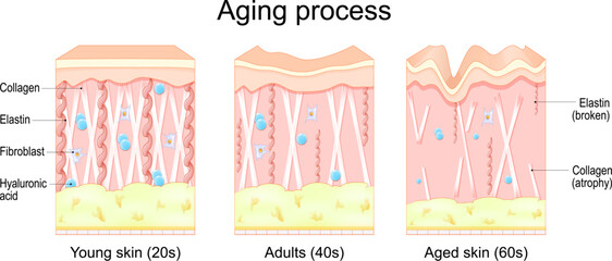 Aging process in the skin