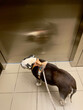 © Brian - A dog and its reflection on an elevator
