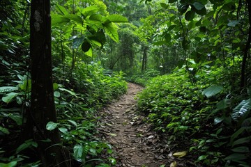 Aufkleber - Verdant forest path, serene and untouched., a trail in the jungle with many steps, Hiking trails through a dense, lush forest