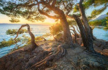 Wall Mural - Amazing trees on the rocky sea coast at golden sunset in summer. Travel in Brela, Croatia. Colorful landscape with green trees growing out of the rock, tree roots, blue water in the evening. Nature