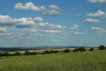 Wall Mural - A grassy field with trees and blue sky