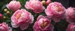 © DEER FLUFFY - Beautiful pink peony flowers closeup Copy space.