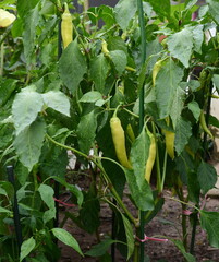 Wall Mural - Green chili peppers growing in the garden