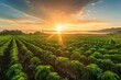 © spyrakot - Scenic Sunrise Over a Lush Cannabis Farm With Rows of Plants Under a Golden Glow Landscape