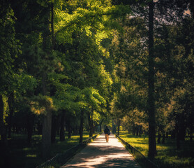 Wall Mural - path in the park