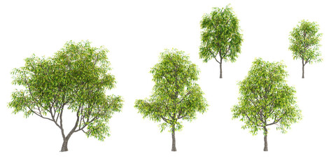 Birch trees with transparent background, 3D rendering, for illustration