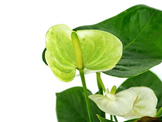 Canvas Print - Green anthurium flower isolated on white