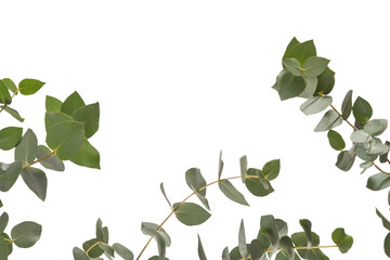 Wall Mural - Eucalyptus sprig isolated on a white background.