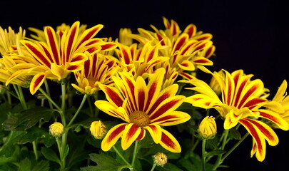 Beautiful spring orange chrysanthemum, Gazania or commonly called New Day Tiger