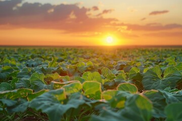 Poster - Plants field sundown