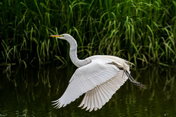 Wall Mural - snowy egret in flight