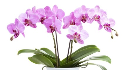 Orchids Isolated. Beautiful Pink Orchid Flowers in Pot on White Background