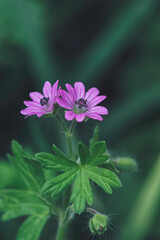 Macro shot of a beautiful pink flowers in grass 