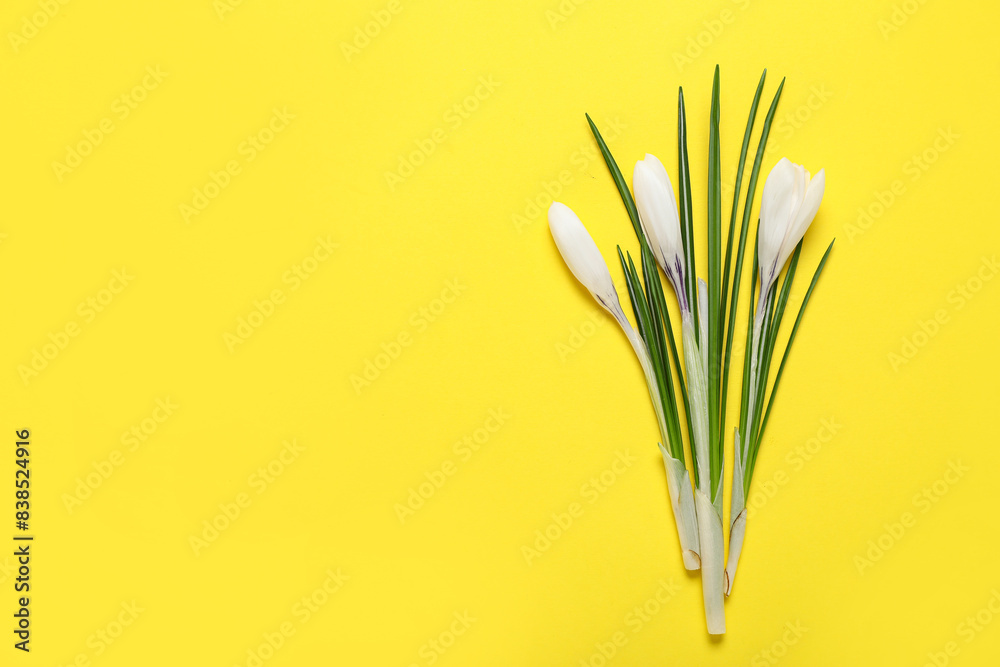 Beautiful white crocus flowers on yellow background