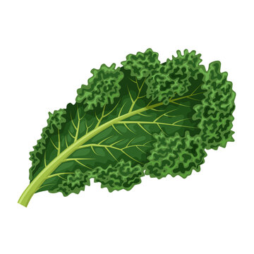 Vector illustration of kale, also called borecole, and curly cabbage, isolated on white background.