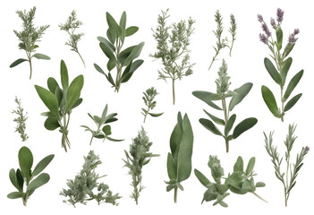 Wall Mural - Set of healthy herbs elements Fresh sage isolated on transparent background