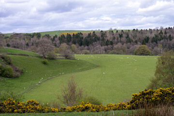 Wall Mural - Walking in County Durham on a cloudy, spring day. Fields with sheep and lambs.