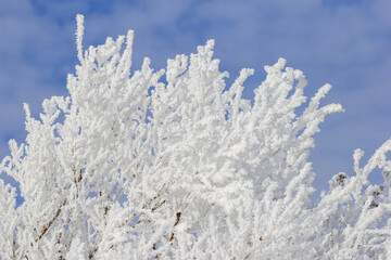 frosty branches