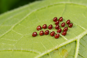 Squash beetle eggs on the underside of pumpkin plant leaf. Garden insects, gardening and agriculture pest control concept.