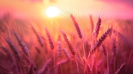 Wall Mural - A field of golden wheat with the sun setting in the background