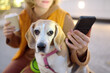 © Maria Sbytova - Hipster woman drinks coffee while walking with old Beagle dog along city street. Girl, dog owner, searches for pet products on the Internet using smartphone applications. Vet emergency care for pets