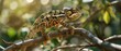 © STOCKYE STUDIO - chameleon walking on a branch, blurred background