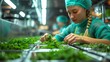© Old Man Stocker - Cannabis Technician in Laboratory. Cannabis technician meticulously handling cannabis plants in a high-tech laboratory, ensuring quality control.
