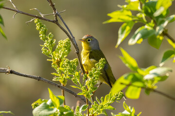 warbler in golden hour light. nashville warbler (leiothlypis ruficapilla) perched in tangle of green