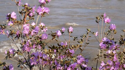 Wall Mural - Rhododendron dauricum bushes with flowers near Altai river Katun. Zoom effect.