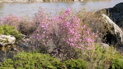 Wall Mural - Zoom video of Rhododendron dauricum bushes with flowers near Altai river Katun.