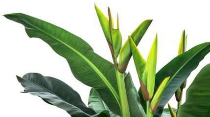 Wall Mural - tropical tree plant Isolated on white background

