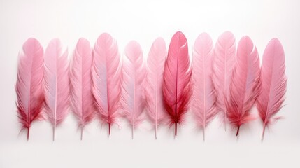 Wall Mural - Pink Feather Isolated on white background